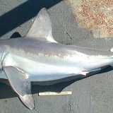 Lo smeriglio (Lamna nasus). Foto by NOAA